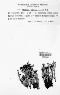 Cladonia crispata image
